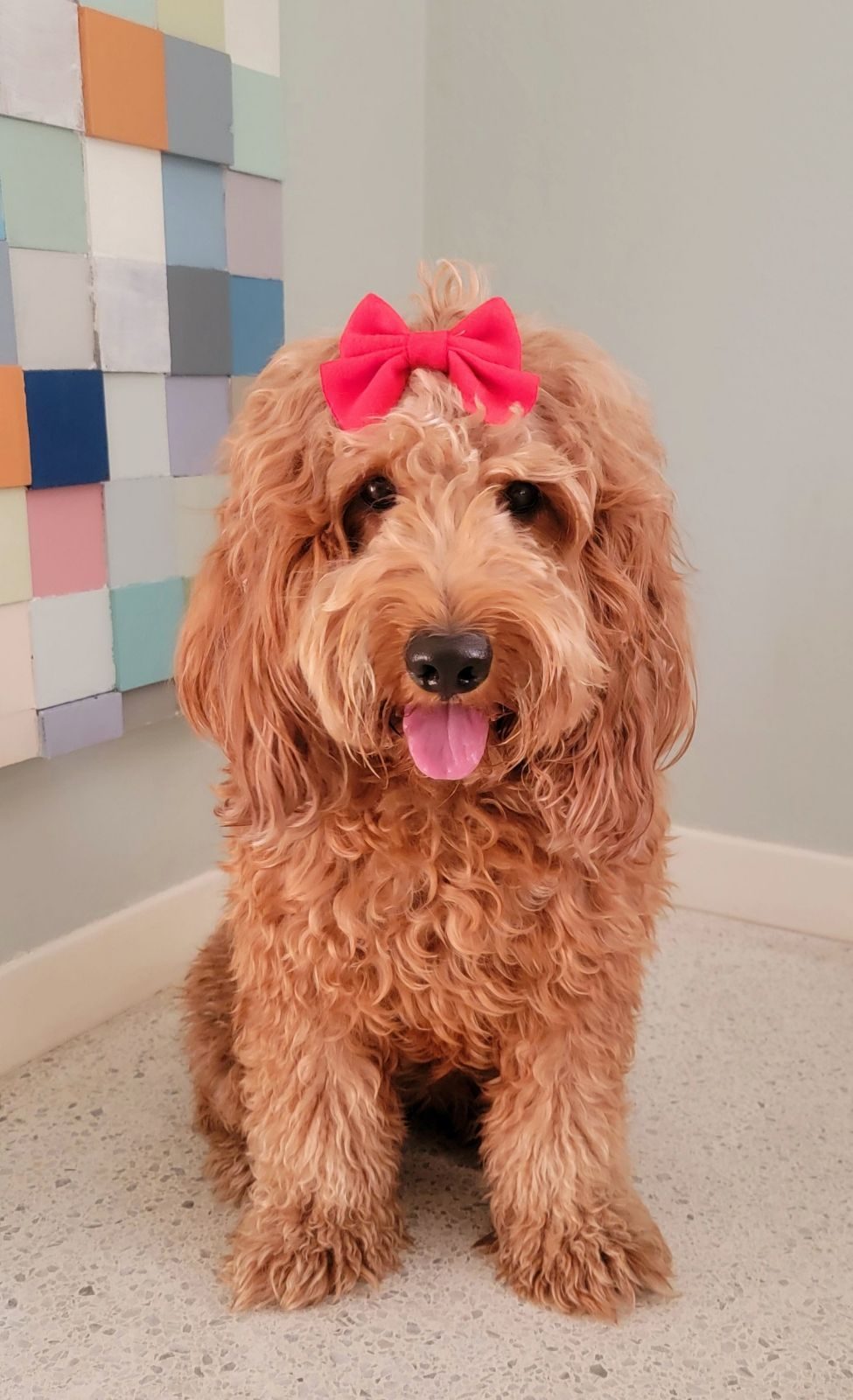Curly golden doodle wearing a pink bow
