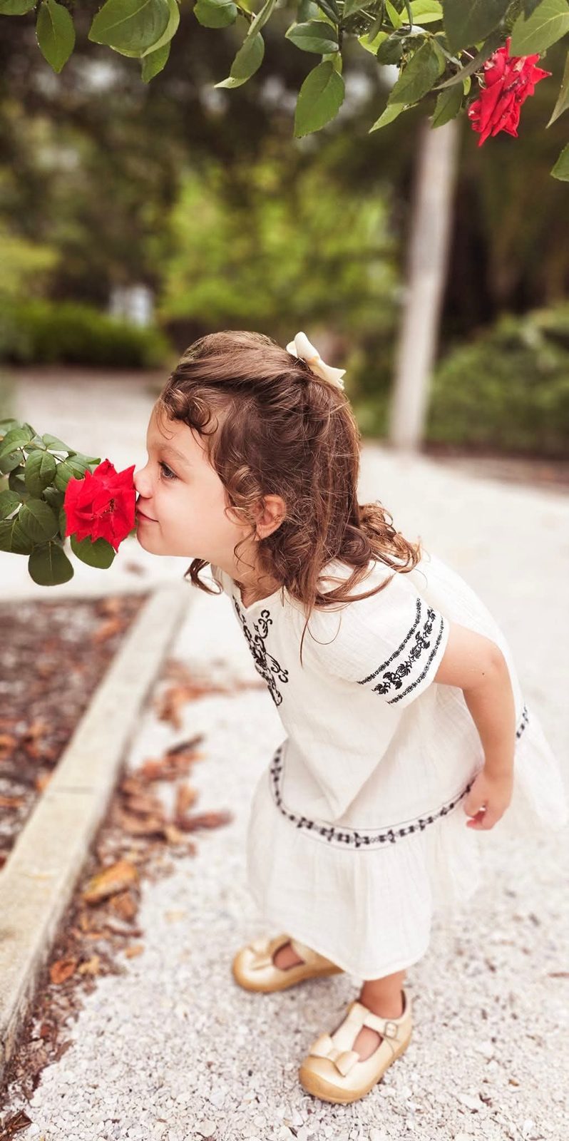 Toddler smelling a red rose